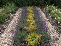 /album/fotogalerie-zahrady/img-20200709-101046-jpg/